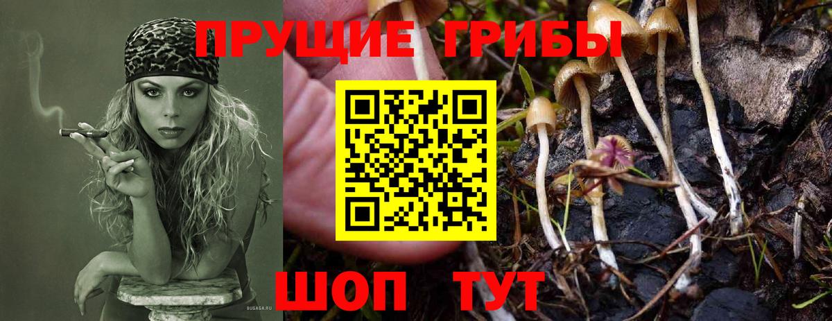 Псилоцибиновые грибы Psilocybe Железноводск